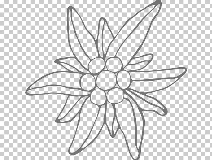 Floral Design Drawing Leontopodium Nivale Line Art PNG, Clipart, Alpine, Alps, Artwork, Black And White, Circle Free PNG Download