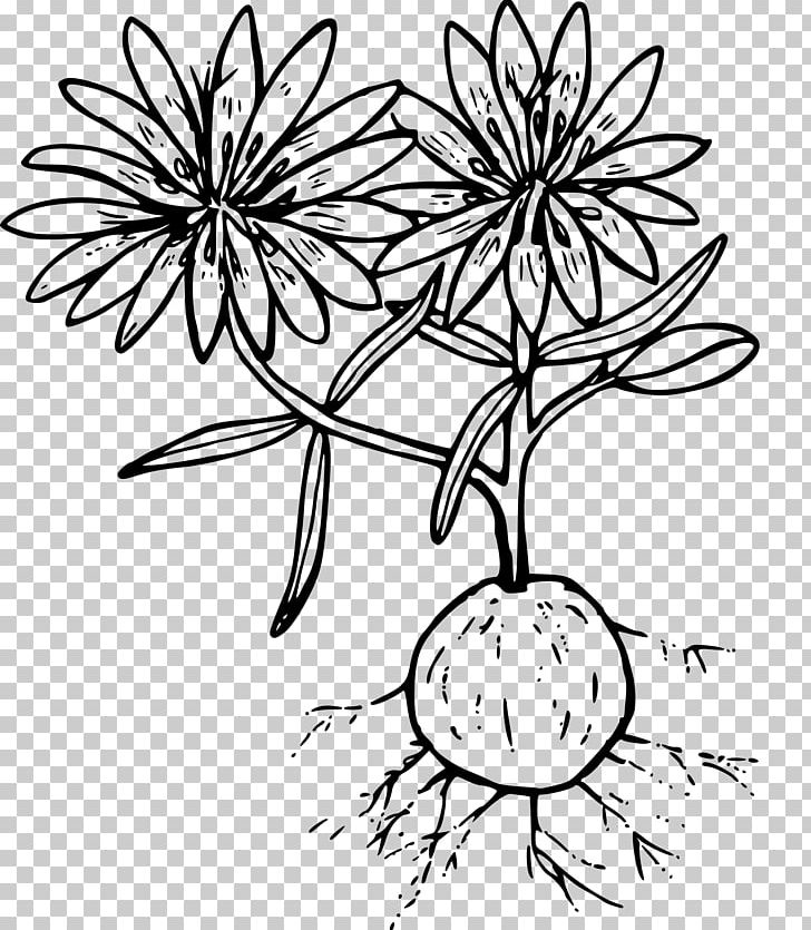 Line Art Drawing Computer Icons PNG, Clipart, Anemone, Art, Artwork, Black And White, Branch Free PNG Download