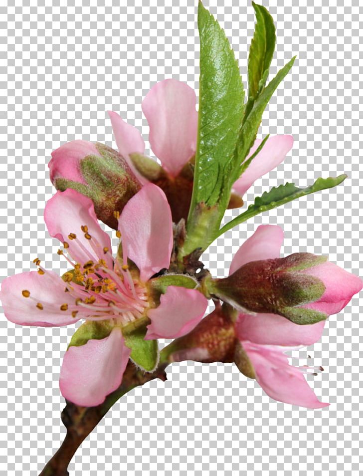 Peach Cherry Blossom Flower PNG, Clipart, Art, Blossom, Branch, Cherry Blossom, Clip Art Free PNG Download