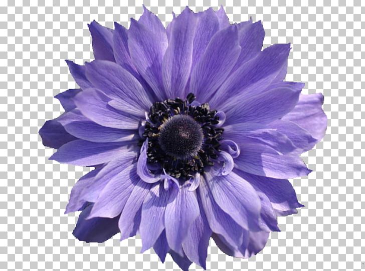 Violet Flower PNG, Clipart, Anemone, Annual Plant, Aster, Blog, Chrysanths Free PNG Download