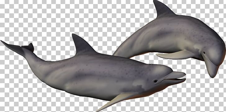 Striped Dolphin Common Bottlenose Dolphin Short-beaked Common Dolphin Rough-toothed Dolphin Tucuxi PNG, Clipart, Animal, Bottlenose Dolphin, Dolphin, Dolphins, Fauna Free PNG Download