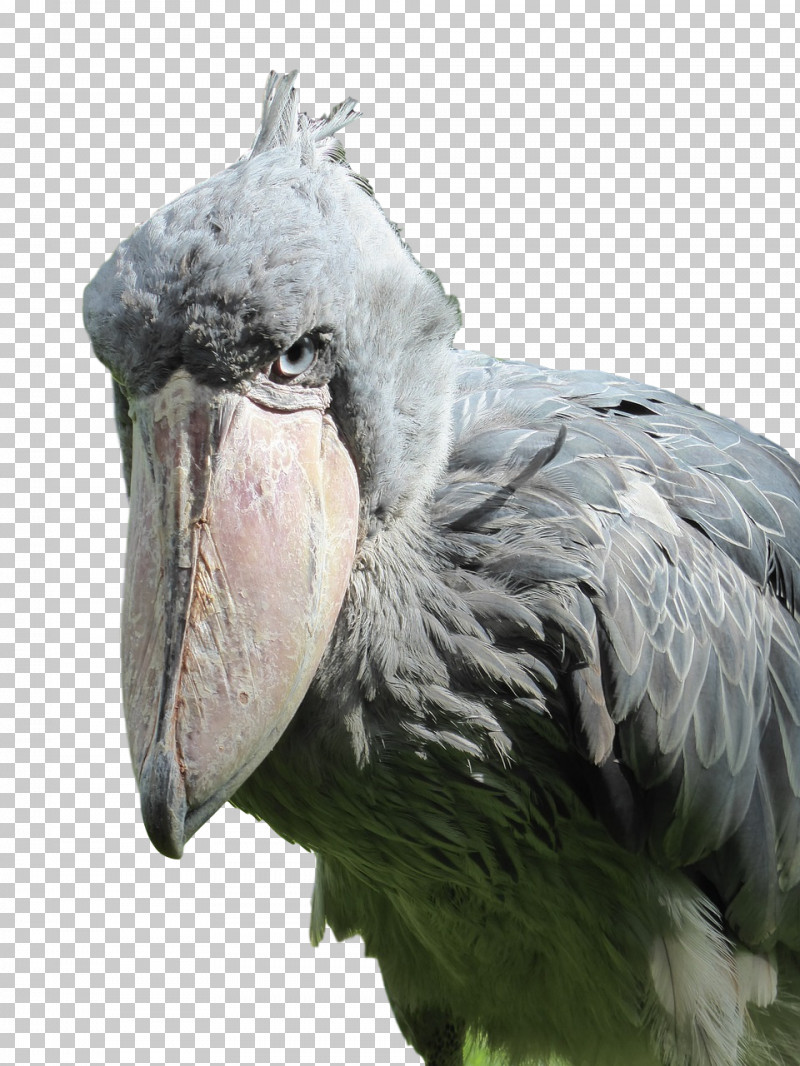 Feather PNG, Clipart, Beak, Ciconiiformes, Closeup, Feather, Vulture Free PNG Download