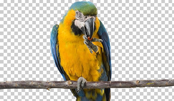 Budgerigar Parrot Bird Parakeet Macaw PNG, Clipart, Animal, Animals, Beak, Bird, Budgerigar Free PNG Download