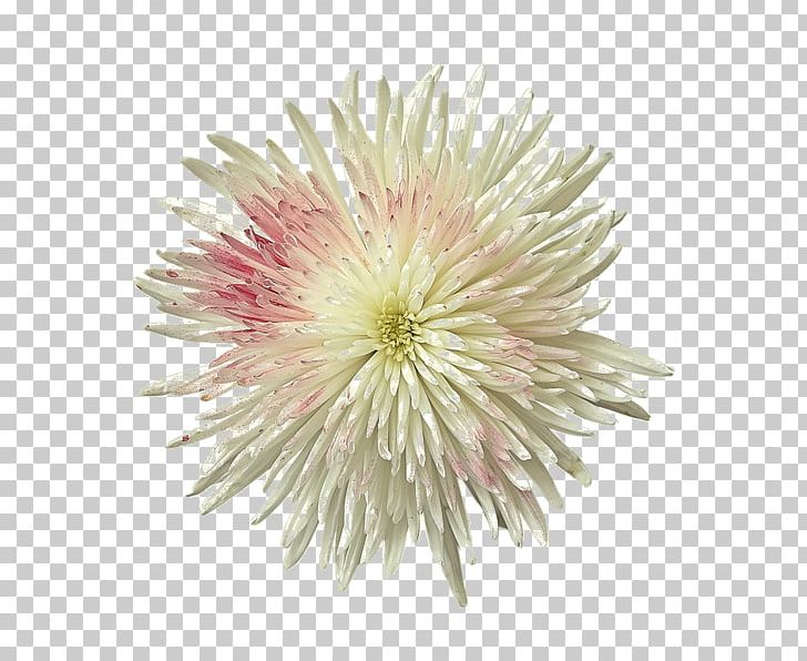 Practical Color Coordinate System Color Scheme Hue Graphic Design PNG, Clipart, Aesthetics, Annual Plant, Aster, Chrysanthemum, Chrysanths Free PNG Download