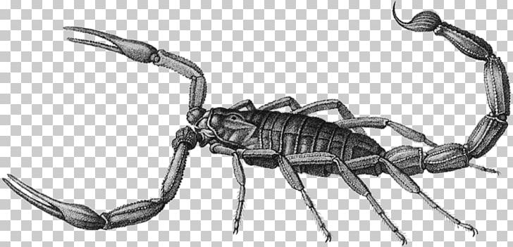 Scorpion From Provincial Savant To Parisian Naturalist: The Recollections Of Pierre-Joseph Amoreux (1741-1824) Animal Insect Bat PNG, Clipart, Animal, Animal Figure, Arthropod, Bat, Bird Free PNG Download