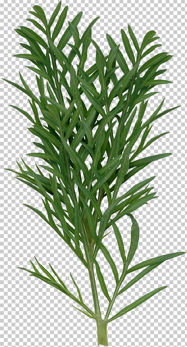 Gladiolus Xd7gandavensis Euclidean PNG, Clipart, Arecaceae, Arecales, Branch, Designer, Download Free PNG Download