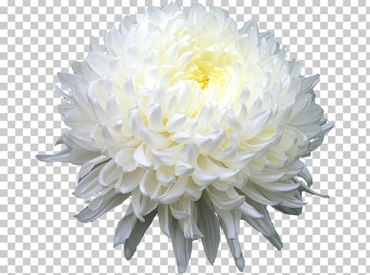 Chrysanthemum Xd7grandiflorum Chrysanthemum Indicum Chrysanthemum Tea Flower PNG, Clipart, Birth Flower, Blossom, Chrysanthemum, Chrysanthemum Xd7grandiflorum, Chrysanths Free PNG Download