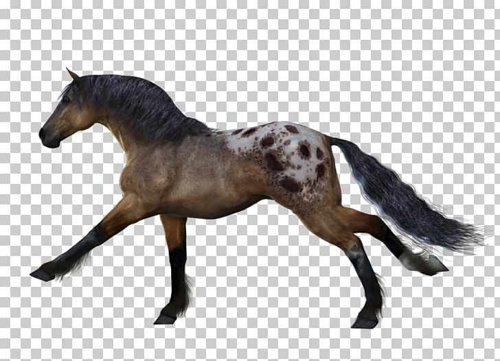Horse Animal PNG, Clipart, Animals, Animation, Appaloosa, Colt, Computer Icons Free PNG Download