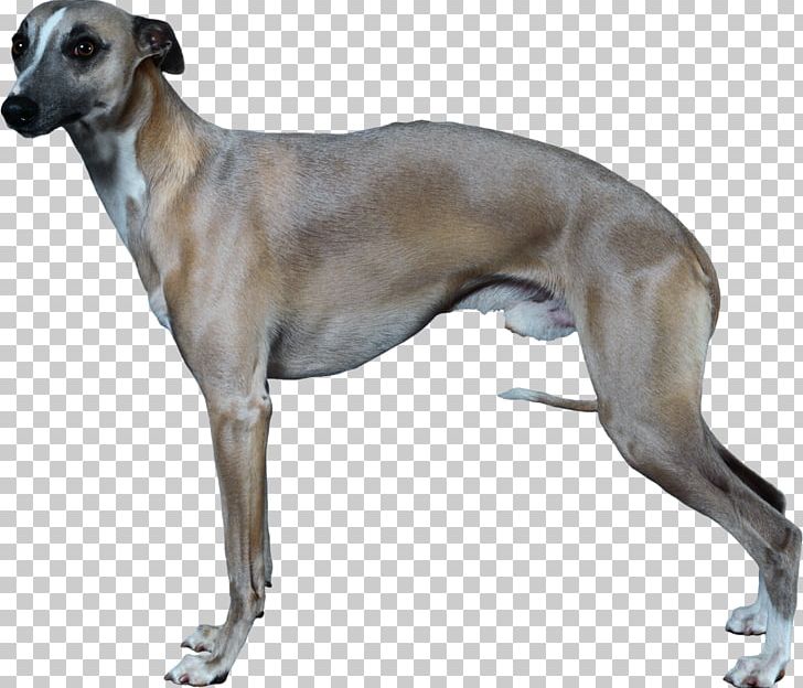 Italian Greyhound Whippet Longdog German Shepherd PNG, Clipart, American Staghound, Animal, Animals, Animal Sports, Azawakh Free PNG Download
