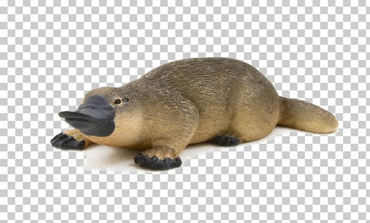 Platypus Indian Runner Duck Beaver Animal PNG, Clipart, Animal, Animal Figure, Beak, Beaver, Duck Free PNG Download