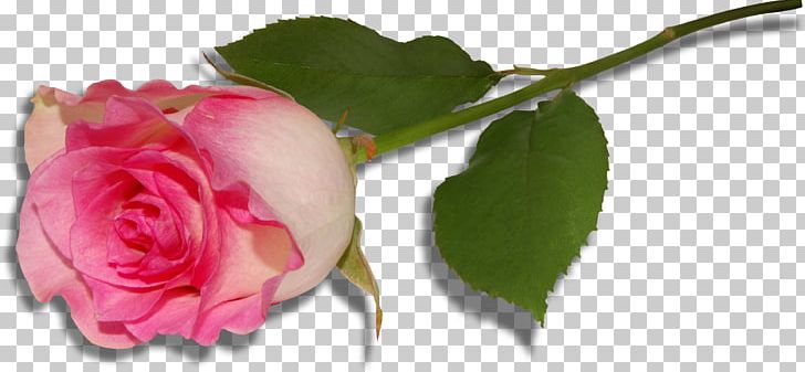 Rose Desktop PNG, Clipart, 720p, Aspect Ratio, Bud, Cut Flowers, Desktop Wallpaper Free PNG Download