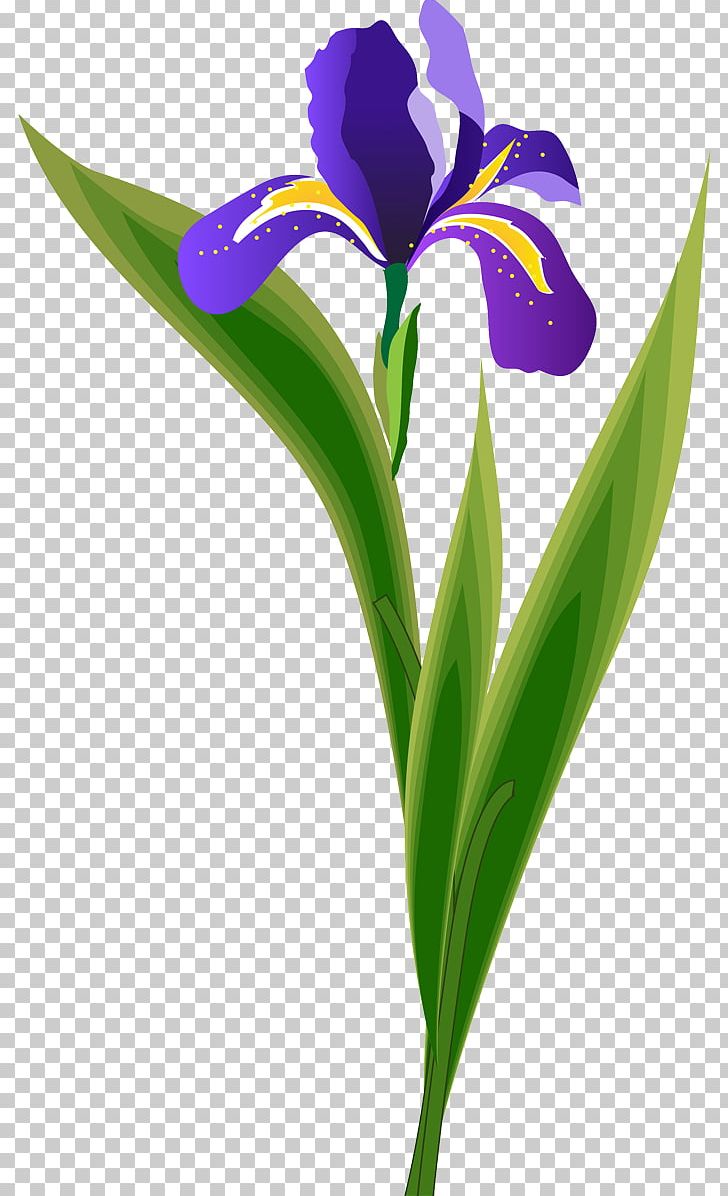 Cut Flowers Plant Stem Purple Petal PNG, Clipart, Art, Cut Flowers, Flower, Flowering Plant, Iris Free PNG Download