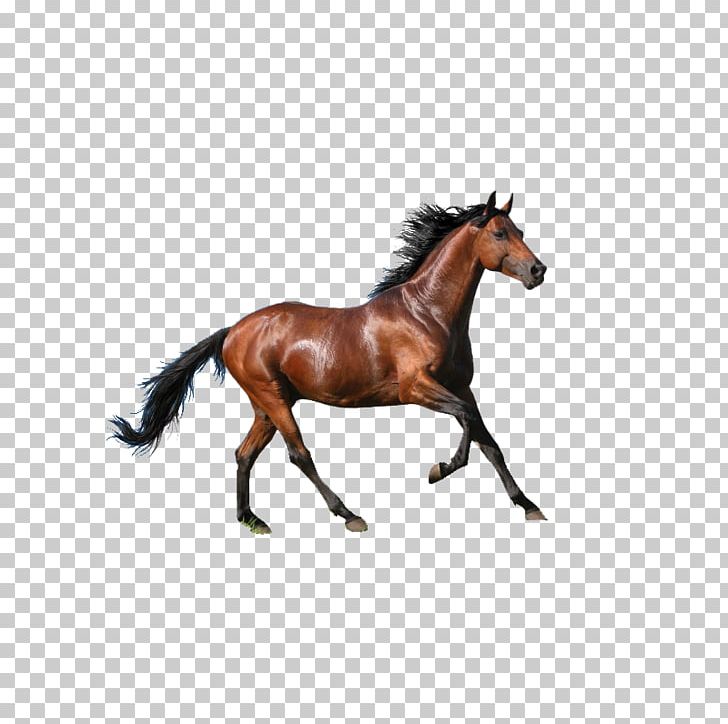Rocky Mountain Horse Mare PNG, Clipart, 4k Resolution, Animals, Athlete Running, Athletics Running, Bay Free PNG Download
