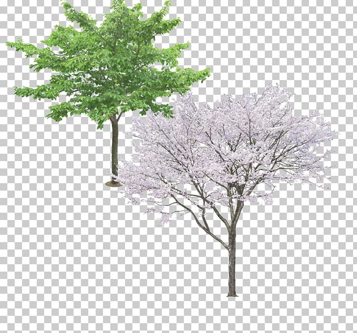 Tree Ginkgo Biloba Pine PNG, Clipart, Autumn Tree, Branch, Christmas Tree, Evergreen, Evergreen Trees Free PNG Download