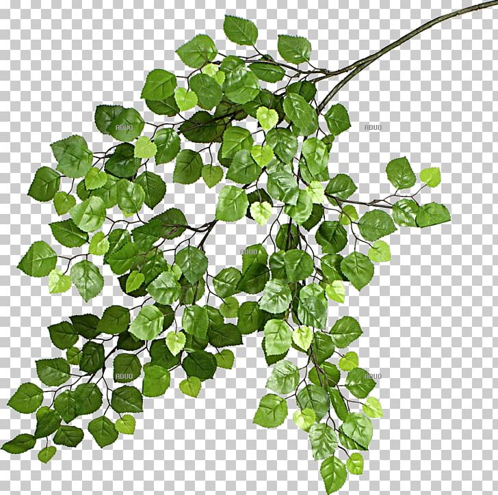 Branch Leaf Twig Birch Plant PNG, Clipart, Birch, Branch, Centimeter, Function, Glass Free PNG Download