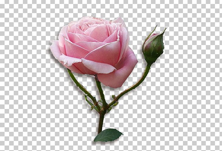 Garden Roses Cabbage Rose Floribunda Cut Flowers Floristry PNG, Clipart, Bud, Cabbage Rose, Cut Flowers, Floribunda, Floristry Free PNG Download