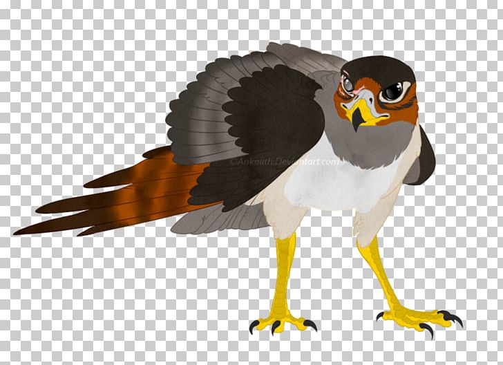 Hawk Bird Grey Parrot PNG, Clipart, Animal, Animals, Art, Art Drawing, Beak Free PNG Download