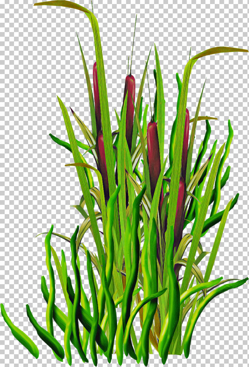 Plant Grass Flower Grass Family Plant Stem PNG, Clipart, Aquarium Decor, Flower, Grass, Grass Family, Herb Free PNG Download