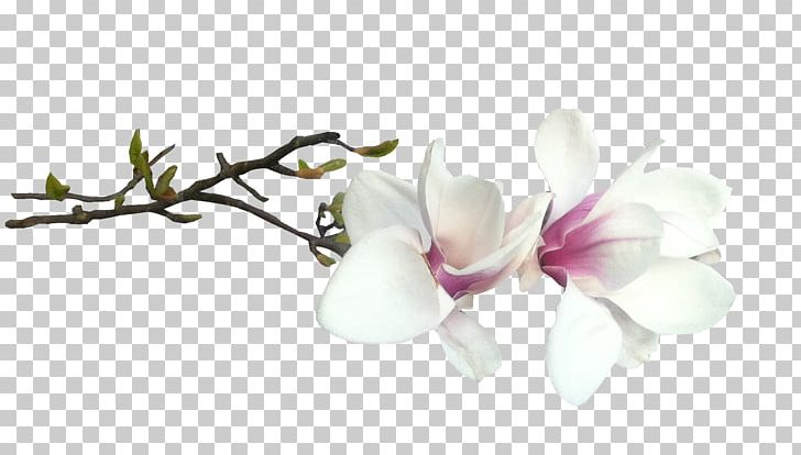 Administration Of Nakhodka City District Flower Blossom Southern Magnolia PNG, Clipart, Administration, Blog, Blossom, Branch, City District Free PNG Download