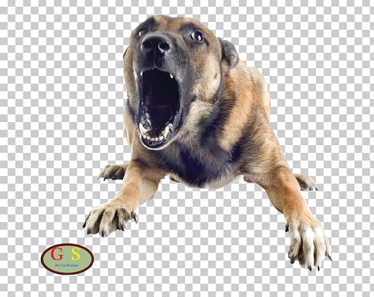 Dog Bite Stock Photography Pet Bark PNG, Clipart, Animals, Bark, Carnivoran, Dog, Dog Bite Free PNG Download