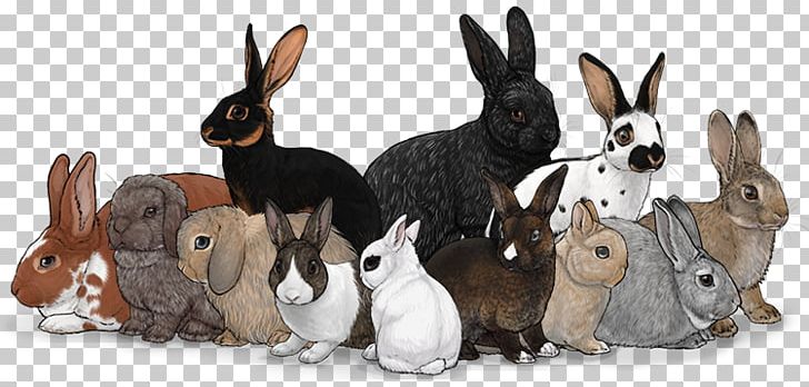Domestic Rabbit Hare PNG, Clipart, Angora, Animal Figure, Animals, Breed, Britannia Free PNG Download