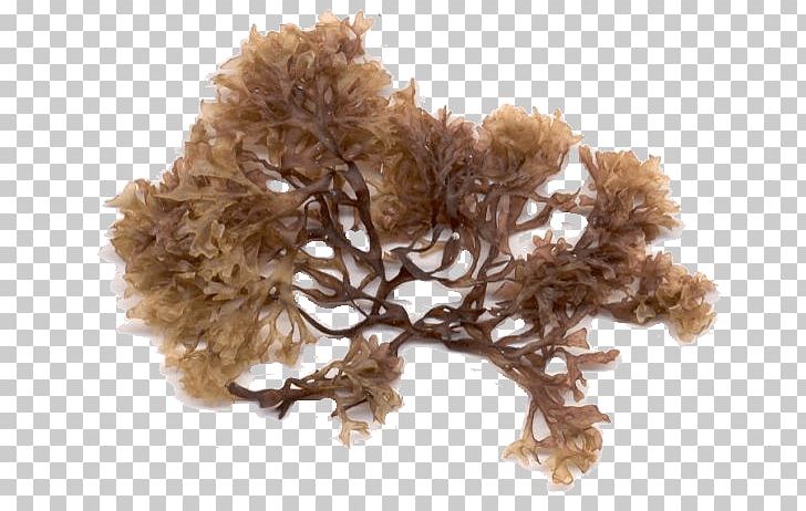 Irish Moss Seaweed Algae Sea Lettuce PNG, Clipart, Agar, Algae, Carrageenan, Dulse, Edible Seaweed Free PNG Download