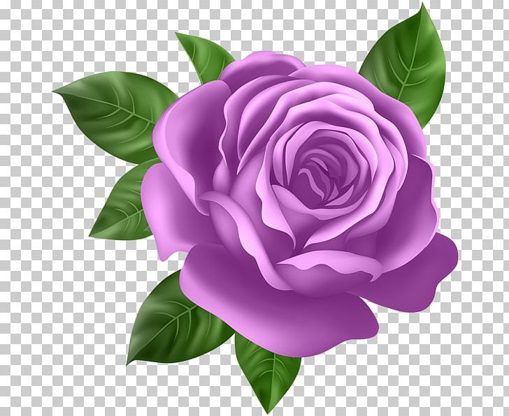 Rose Flower Desktop PNG, Clipart, Camellia, Cut Flowers, Desktop Wallpaper, Flower, Flowering Plant Free PNG Download