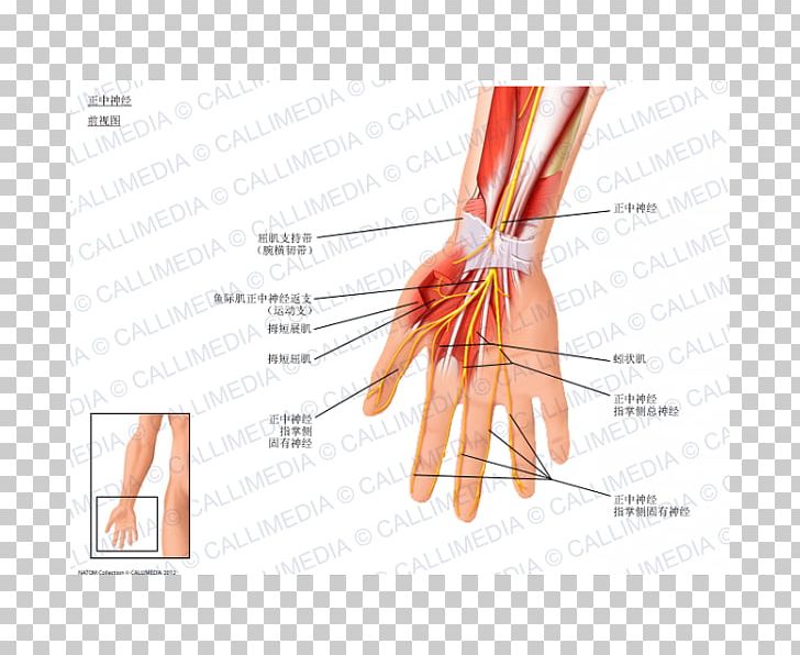 Thumb Median Nerve Flexor Digitorum Profundus Muscle PNG, Clipart, Anatomy, Arm, Blood Vessel, Carpal Tunnel, Carpal Tunnel Syndrome Free PNG Download