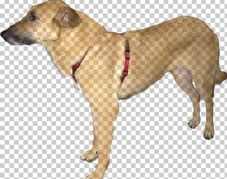 Dog Breed Black Mouth Cur Sporting Group .com PNG, Clipart, Animal, Black Mouth Cur, Breed, Carnivoran, Com Free PNG Download