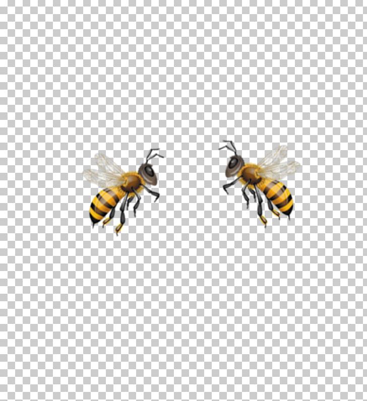Honey Bee Hornet Bumblebee Wasp PNG, Clipart, Arthropod, Bee, Bumblebee, Fly, Honey Free PNG Download