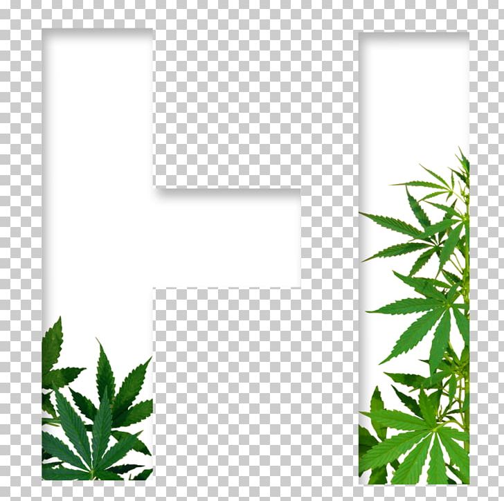 Medical Cannabis Cannabis Sativa Dispensary PNG, Clipart, Cannabidiol, Cannabis, Cannabis Ruderalis, Cannabis Sativa, Cannabis Shop Free PNG Download