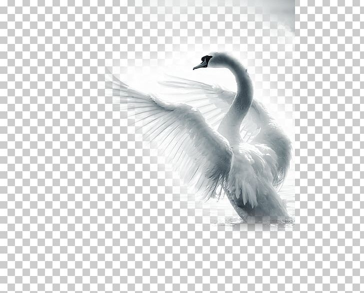 Paper The Demesne Of The Swans Sherwin-Williams Advertising Paint PNG, Clipart, Advertising, Animals, Beak, Bird, Black And White Free PNG Download