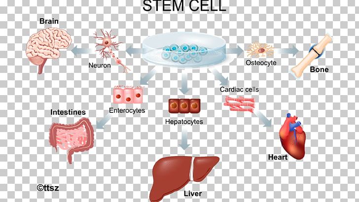 Stem-cell Therapy Adult Stem Cell Regenerative Medicine PNG, Clipart ...