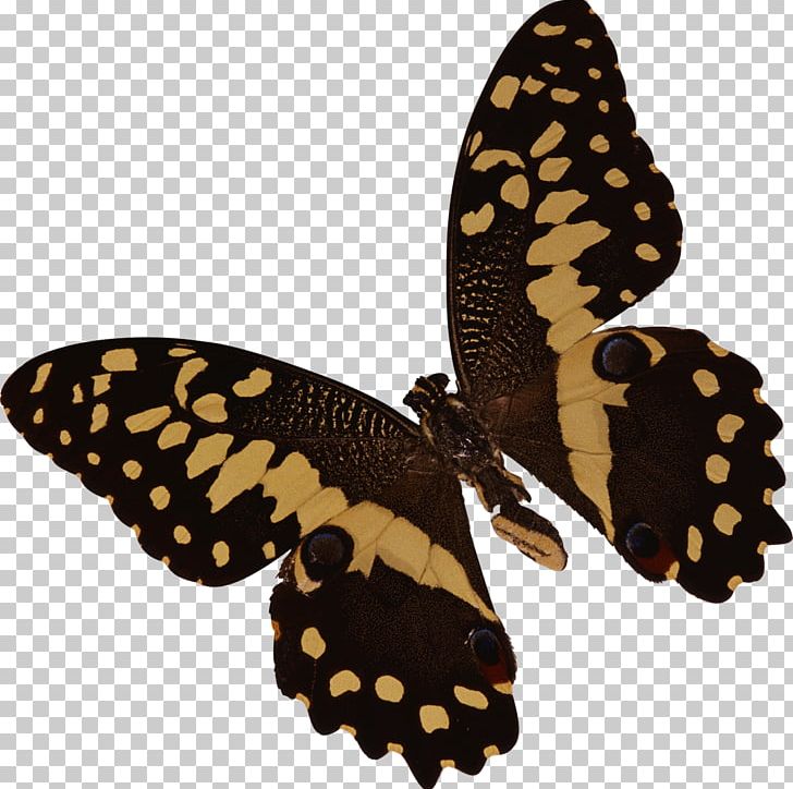 Butterfly Insect Cat PNG, Clipart, Animal, Animals, Arthropod, Brush Footed Butterfly, Butterflies And Moths Free PNG Download
