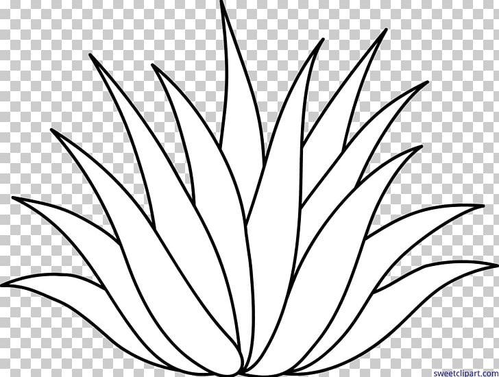 Drawing Line Art Aloe Vera Centuryplant PNG, Clipart, Agave, Agave Azul, Agave Deserti, Art, Artwork Free PNG Download