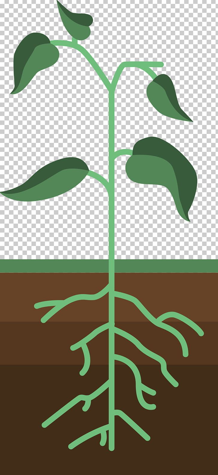 Germination PNG, Clipart, Angle, Bean Sprout, Branch, Cartoon, Download Free PNG Download