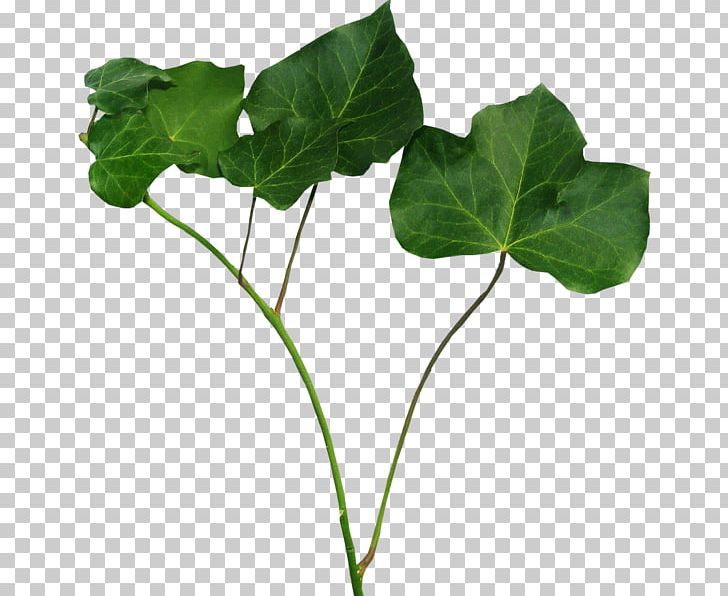 Leaf Herbaceous Plant PNG, Clipart, Annual Plant, Branch, Flower, Grass, Herb Free PNG Download