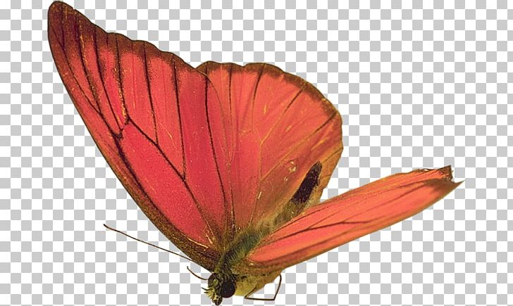 Butterfly Papillon Dog Animated Film PNG, Clipart, Arthropod, Blog, Brush Footed Butterfly, Butterflies And Moths, Butterfly Gardening Free PNG Download