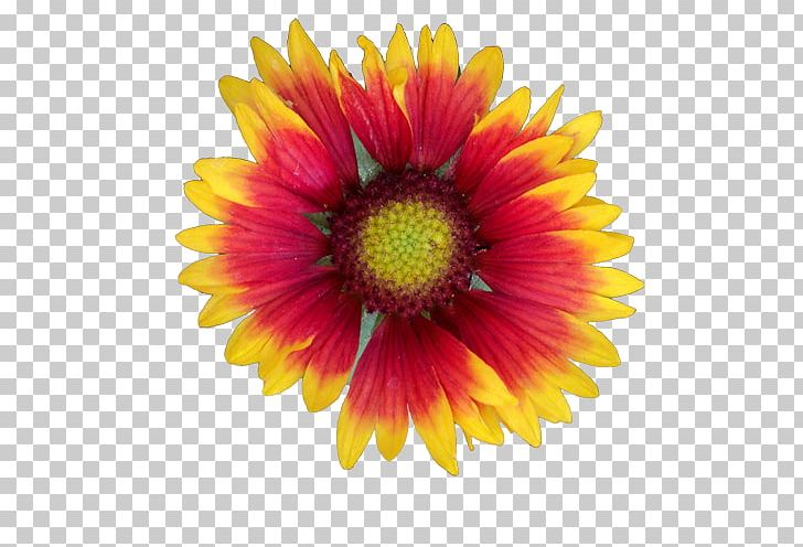 Cut Flowers PNG, Clipart, Annual Plant, Aster, Blanket Flowers, Calendula Officinalis, Chrysanths Free PNG Download