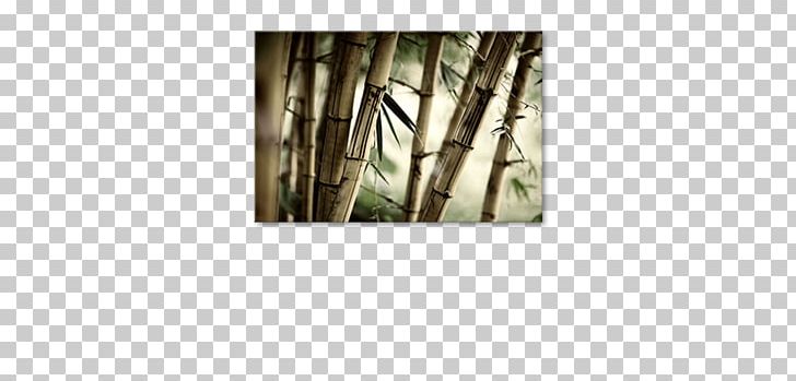 Tropical Woody Bamboos Watercolor Painting Canvas Paper PNG, Clipart, Angle, Bamboo, Bamboo Forest, Bamboos, Canvas Free PNG Download