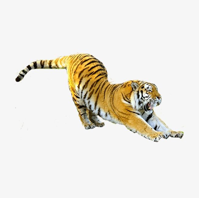 Flying Tiger PNG, Clipart, Animal, Animals, Flying Clipart, Flying Clipart, Protect Free PNG Download