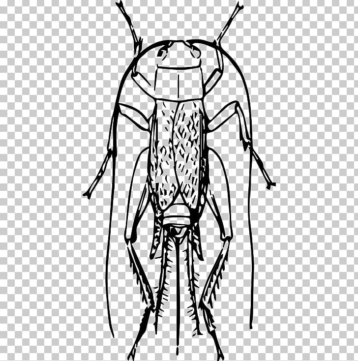 Insect Drawing PNG, Clipart, Animals, Art, Artwork, Black And White, Bug Free PNG Download