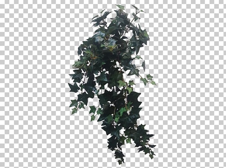 Leaf Branching PNG, Clipart, Branch, Branching, Evergreen, Flowering Plant, Ivy Free PNG Download