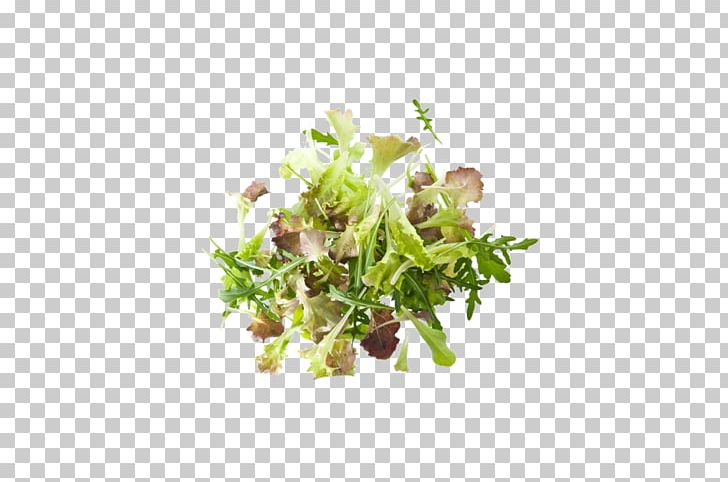 Lettuce Leaf Greens Spinach Veziroglou PNG, Clipart, Beetroot, Green, Greens, Herb, Leaf Free PNG Download