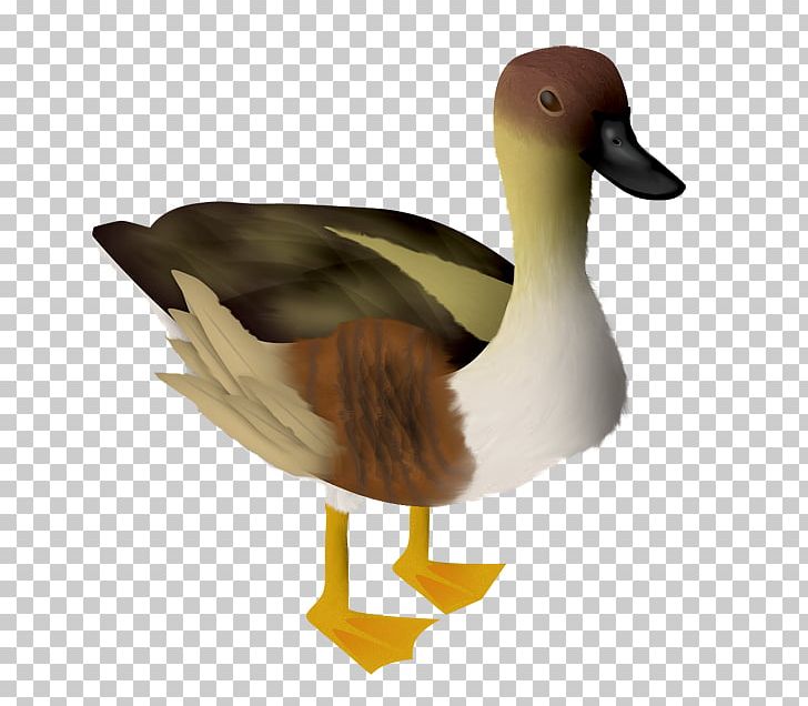 Goose PNG, Clipart, Animal, Animals, Beak, Bird, Data Free PNG Download