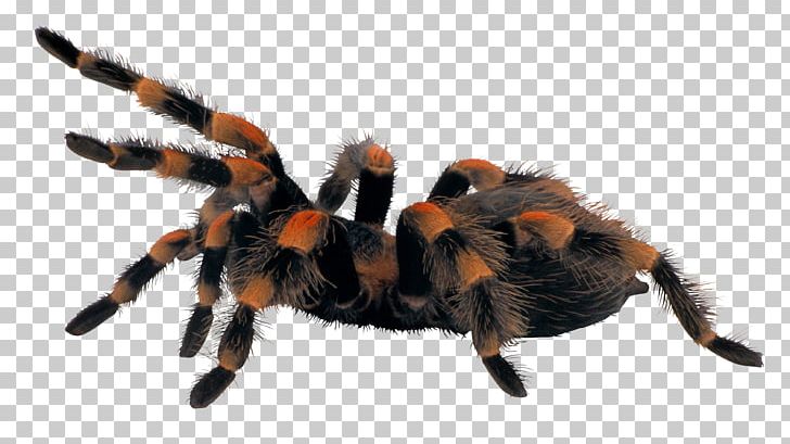Scary Spiders Brachypelma Hamorii Tarantula PNG, Clipart,  Free PNG Download
