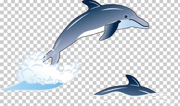 Common Bottlenose Dolphin Short-beaked Common Dolphin Tucuxi Rough-toothed Dolphin Wholphin PNG, Clipart, Animals, Cartoon, Effect, Fauna, Happy Birthday Vector Images Free PNG Download