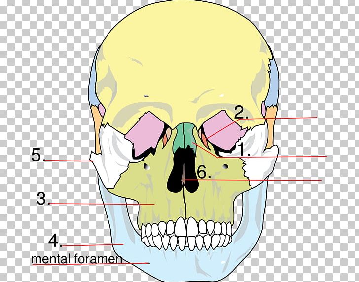 Facial Skeleton Skull Anatomy Human Skeleton Lacrimal Bone PNG, Clipart, Anatomy, Bone, Cheek, Diagram, Ear Free PNG Download