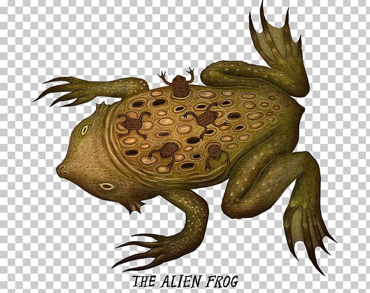 True Frog Common Snapping Turtle Toad Pepe The Frog PNG, Clipart, Animal, Animals, Chelydridae, Common Snapping Turtle, Crazy Frog In The House Free PNG Download