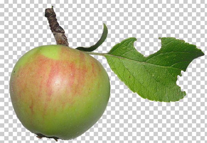Apple Auglis PNG, Clipart, Apple, Apple Fruit, Apple Logo, Apple Tree, Auglis Free PNG Download